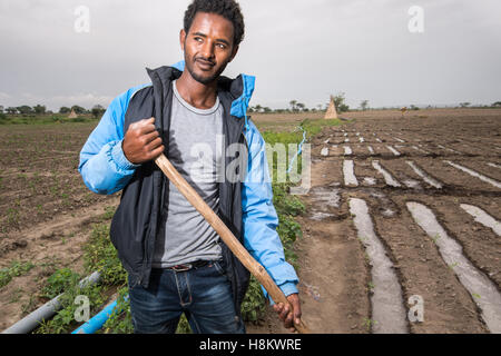 Meki Batu, Etiopia - giovane lavoratore di sesso maschile irrigare i campi presso i coltivatori di frutta e vegetali cooperativa in Meki Batu. Foto Stock