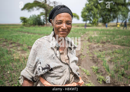 Meki Batu, Etiopia - i lavoratori di sesso femminile sarchiatura di campi di cipolla presso i coltivatori di frutta e vegetali cooperativa in Meki Batu. Foto Stock
