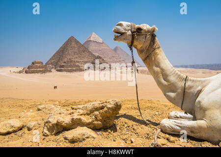 Il Cairo, Egitto Close up di appoggio del cammello nel deserto con le tre grandi piramidi di Giza in background contro un chiaro blu Foto Stock