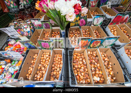 Amsterdam, Paesi Bassi grandi array di diversi fiori colorati Sementi e bulbi per la vendita in un mercato all'aperto. Foto Stock