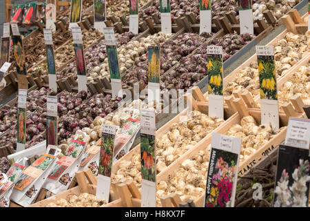 Amsterdam, Paesi Bassi grande schiera di diversi bulbi da fiore per la vendita in un mercato all'aperto. Foto Stock