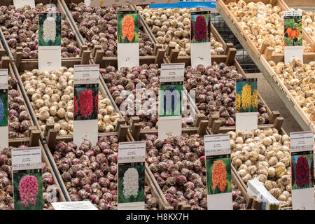 Amsterdam, Paesi Bassi grande schiera di diversi bulbi da fiore per la vendita in un mercato all'aperto. Foto Stock