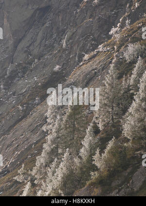 Trasformata per forte gradiente brina sulla comunità larice (Larix decidua) sulle scogliere lungo il Col des Montets al Rifugio du Lac Blanc trail, Chamonix, Francia Foto Stock