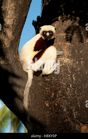 Coquerel il sifaka (Propithecus coquereli) nella struttura ad albero Foto Stock