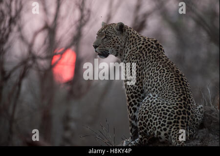 Sunset silhouette di leopard (Panthera pardus) al tramonto con il sole di setting in background Foto Stock