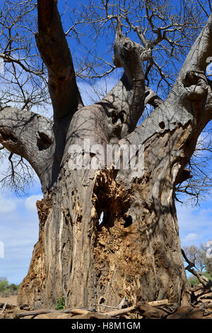 Baobab (Adansonia digitata) che è stato da elefanti scriccatura di parti dello stelo praticando un foro passante attraverso la struttura ad albero Foto Stock