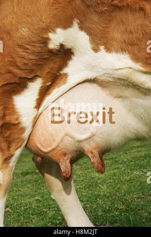 Extreme closeup di marrone di vacca testo udderwith dicendo BREXIT Foto Stock