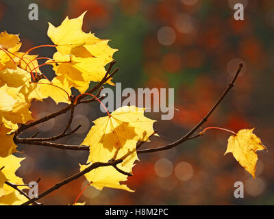 Giallo di foglie di acero in autunno ramoscelli & spider retroilluminato con fili di seta con mellow fondo diffuso di oro rosso e verde fogliame Foto Stock