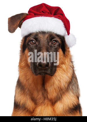 Cane in Santa Claus hat Foto Stock