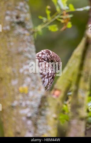 Adulto piccolo gufo [Athene noctua] nascosti in una struttura ad albero. Foto Stock