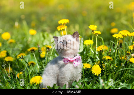 Piccolo gattino che indossa il filtro bow tie a piedi nei fiori di dente di leone Foto Stock