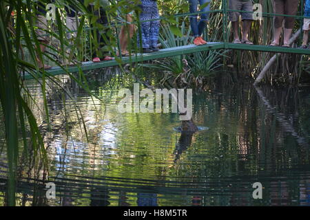 Crocodile salta fuori dell'acqua e alimentazione a Timber Creek campeggio Australia Foto Stock