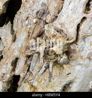 Marciume tronco di albero che mostra il vecchio ramo break Milton Cambridge Cambridgeshire England Regno Unito 2016 Foto Stock