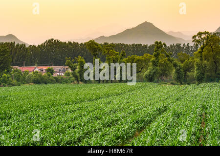 Pechino, Cina - un grande campo di mais che cresce su una fattoria vicino a Pechino, in Cina. Foto Stock