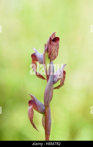 Istrischer Zungenstendel, Serapias istriaca, Lingua Orchid Istriacia Foto Stock