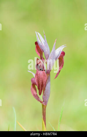 Istrischer Zungenstendel, Serapias istriaca, Lingua Orchid Istriacia Foto Stock