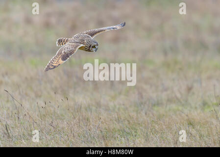 Sumpfohreule, asio flammeus, Wild Short Eared Owl caccia Foto Stock