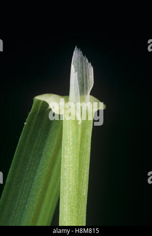 Wild Oat, Avena fatua, foglia ligula in corrispondenza del nodo e leafstalk agricolo della erba infestante Foto Stock