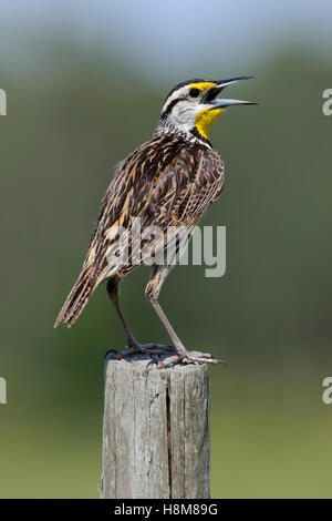 Orientale, Meadowlark Sturnella magna. maschio adulto uccello appollaiato su un fencepost Foto Stock