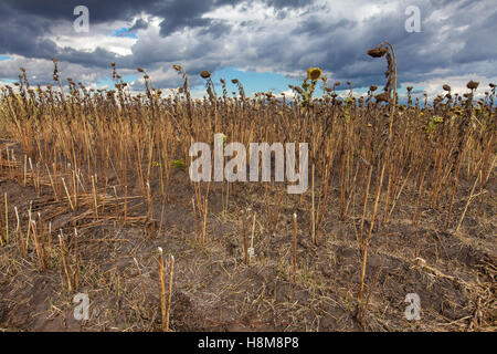 Campo di girasoli morente sotto nuvole temporalesche nel sud del Malawi, durante la siccità e la crisi alimentare del 2016 causati da El Nino. Foto Stock