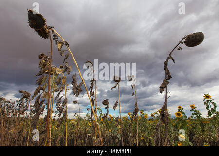 Campo di girasoli morente sotto nuvole temporalesche nel sud del Malawi, durante la siccità e la crisi alimentare del 2016 causati da El Nino. Foto Stock