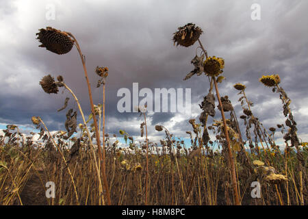 Campo di girasoli morente sotto nuvole temporalesche nel sud del Malawi, durante la siccità e la crisi alimentare del 2016 causati da El Nino. Foto Stock