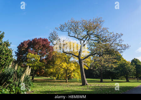 Regent's Park in autunno, London, Regno Unito Foto Stock