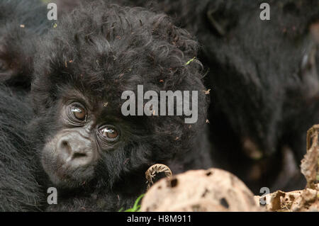 Ritratto di baby gorilla di montagna, Parco Nazionale Vulcani, Ruanda. Foto Stock