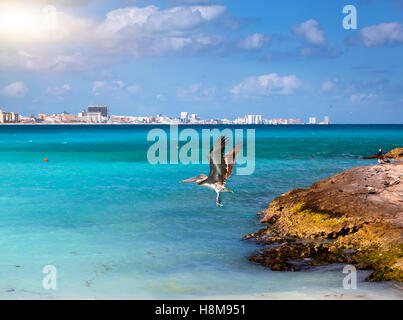 Brown pelican in volo Foto Stock