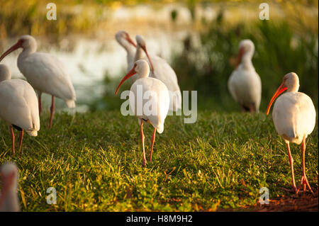 Flock of American White ibis al tramonto lungo la costa del lago Harris a Leesburg, Florida. (STATI UNITI) Foto Stock