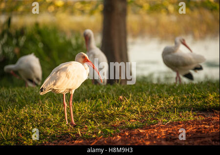 Flock of American White ibis lungo la costa del lago Harris a Leesburg, Florida. (STATI UNITI) Foto Stock