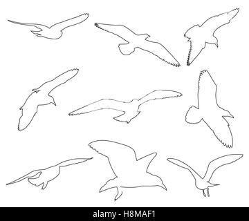 Tracciati vettoriali di Seagull impostato su sfondo bianco Illustrazione Vettoriale