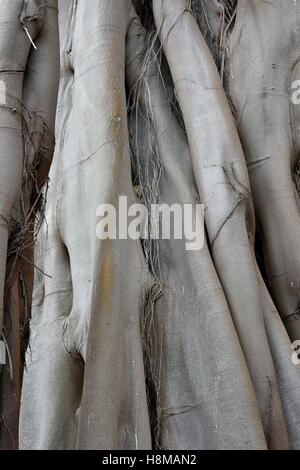 Moreton Bay fig tronchi, Australian banyan (Ficus macrophylla), Jardín de Aclimatión de La Orotava, Giardini Botanici Foto Stock