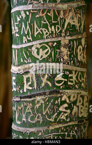 Scolpite le iniziali nella corteccia di albero, Kentia palm (Howea forsteriana), Jardín de Aclimatión de La Orotava, Giardini Botanici Foto Stock