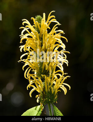 (Vriesea Vriesea viridis) fiori, Jardín de Aclimatión de La Orotava, Giardini Botanici, Puerto de la Cruz, Tenerife, Spagna Foto Stock