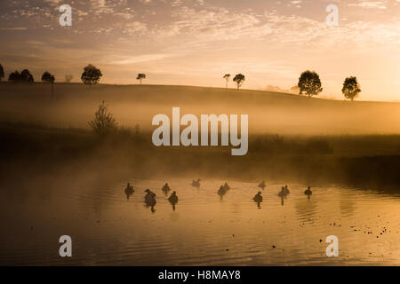 Oche su un lago all'alba nel Paese del Nuovo Galles del Sud, Australia Foto Stock