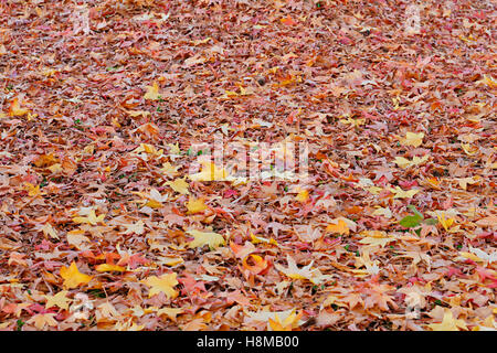 Trama colorata in giallo e rosso le foglie in autunno Foto Stock