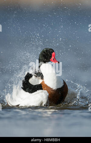 ( Shelduck Tadorna tadorna ), colorati maschio, vestito di allevamento, prendere un bagno, pulizia il suo piumaggio, divertendosi, divertente, pieno di gioia Foto Stock