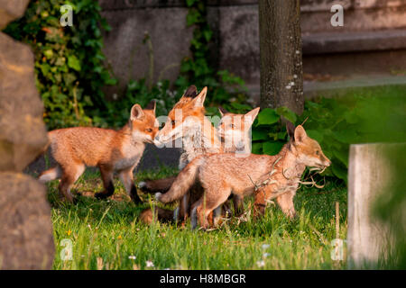 Red Fox (Vulpes vulpes vulpes). Madre con con i kit (3 settimane di età) giocando su un cimitero. Germania Foto Stock