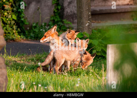 Red Fox (Vulpes vulpes vulpes). Madre con con i kit (3 settimane di età) giocando su un cimitero. Germania Foto Stock