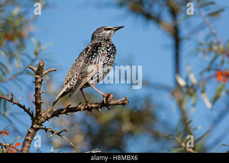 Unione Starling (Sturnus vulgaris). Adulti in inverno piumaggio in fruttificazione bacche di olivello spinoso. Germania Foto Stock