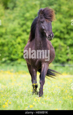 Cavallo islandese. Nero castrazione camminando su un pascolo. Austria Foto Stock