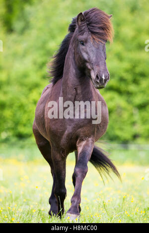 Cavallo islandese. Nero castrazione camminando su un pascolo. Austria Foto Stock