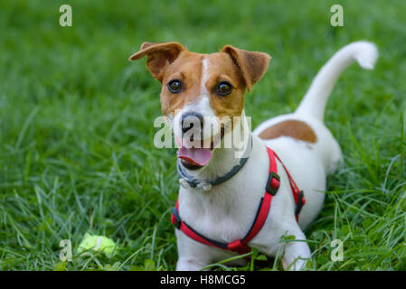 Divertente cane con giocoso espressione faccia giacente su erba verde Foto Stock