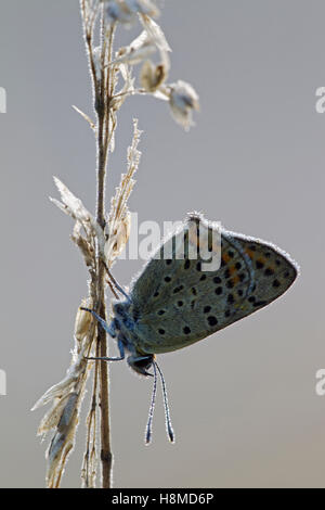 Fuligginosa rame (Lycaena tityrus). Maschio coperto di rugiada. Germania Foto Stock