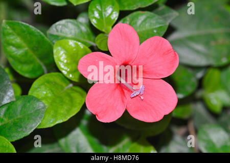 L'Allamanda fiore, pune Foto Stock