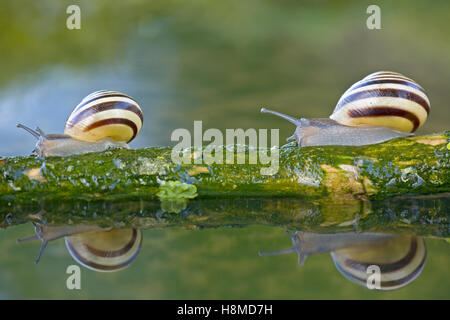 Bianco-labbro Gardensnail, bianco-lumaca a labbro, giardino lumaca (Cepaea nemoralis). Due individui strisciando lungo un ltwig giacente in Foto Stock