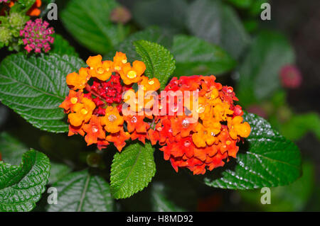 Lantana Camara noto anche come bandiera spagnola o West Indian Lantana, Pune Foto Stock