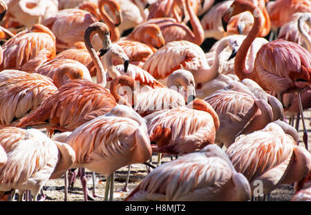 Colonia di Fenicotteri cileni. Scena di animale. Colori vibranti. Trampolieri. La bellezza della natura. Foto Stock