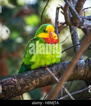 Ritratto di superba parrot - Polytelis swainsonii. Scena di uccelli. La bellezza della natura. Colori vibranti. Foto Stock